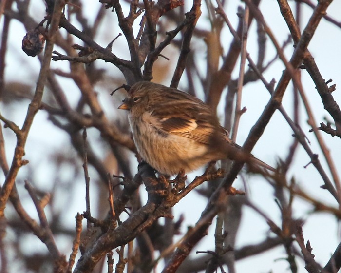 Mealy Redpoll