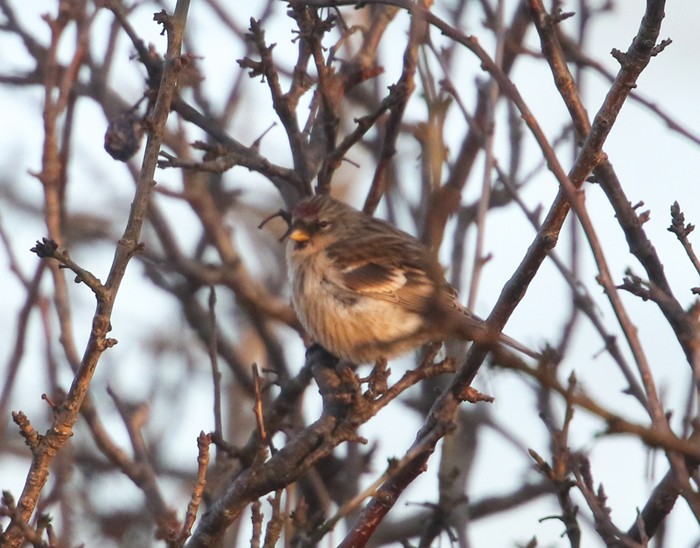 Mealy Redpoll