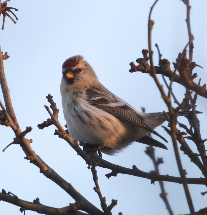 Coues's Arctic Redpoll