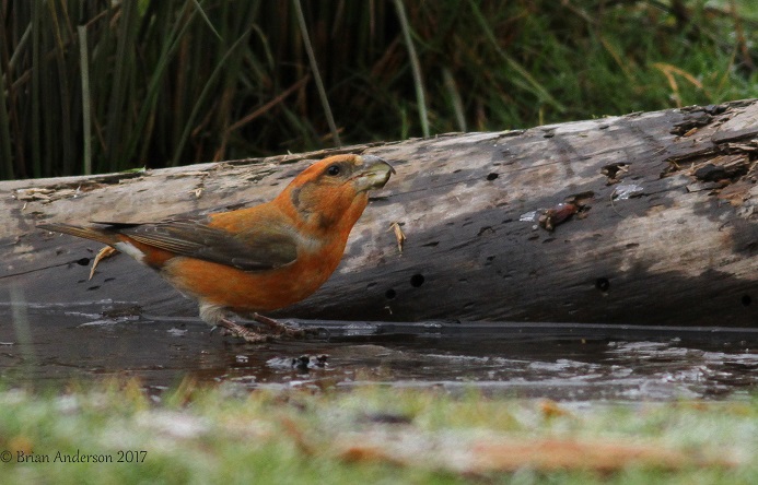 Parrot Crossbill
