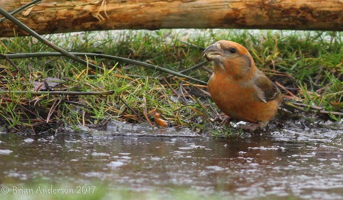 Parrot Crossbill