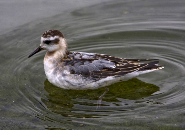 Grey Phalarope