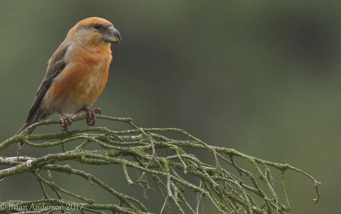 Parrot Crossbill