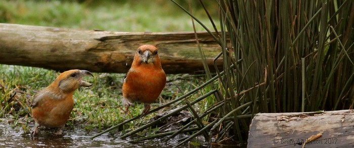 Parrot Crossbill