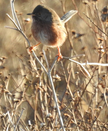 Dartford Warbler
