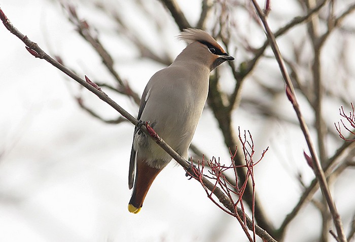 Waxwing
