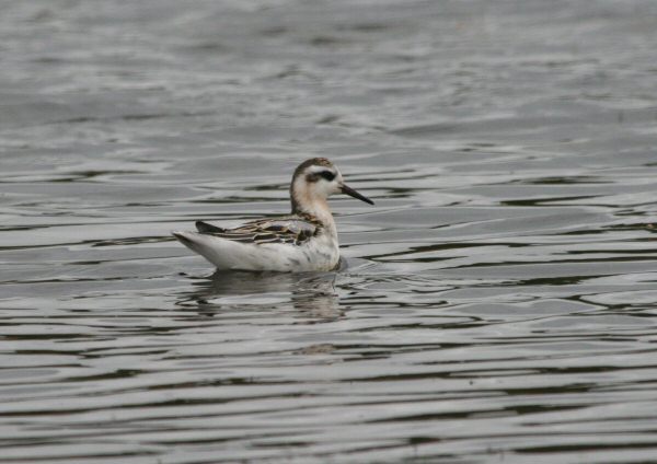 Grey Phalarope