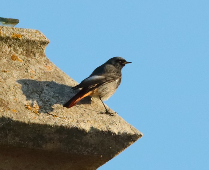 Black Redstart