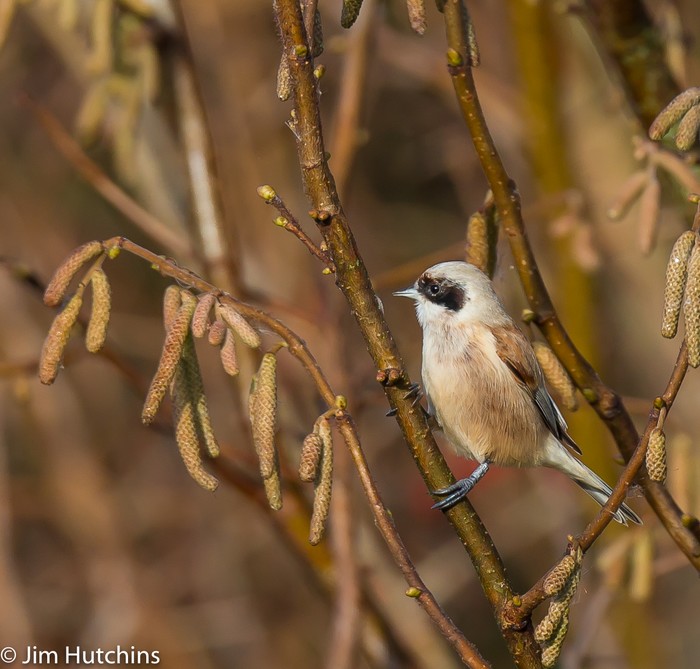 Penduline Tit