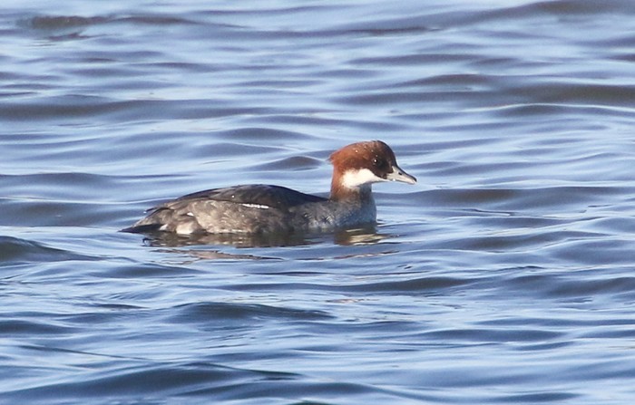 Smew