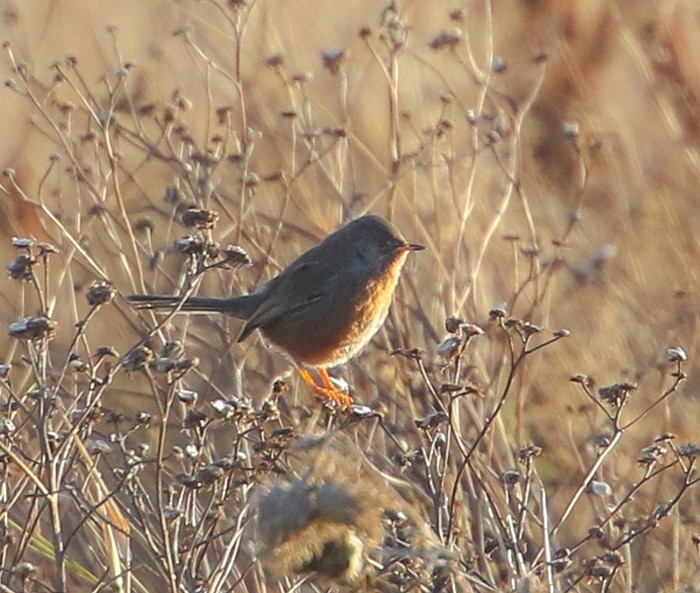 Dartford Warbler