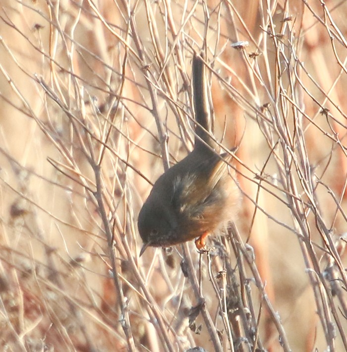 Dartford Warbler
