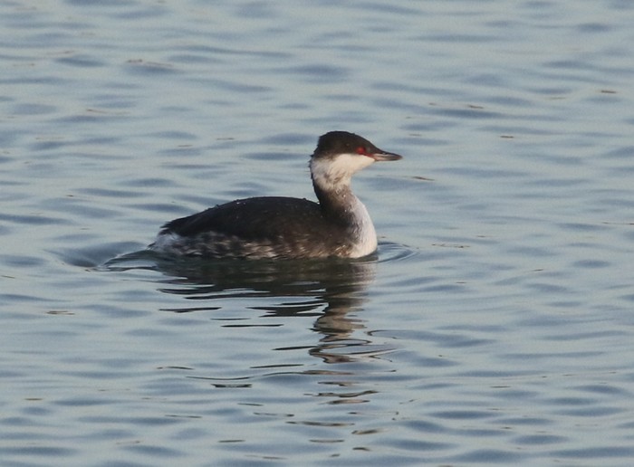 Slavonian Grebe