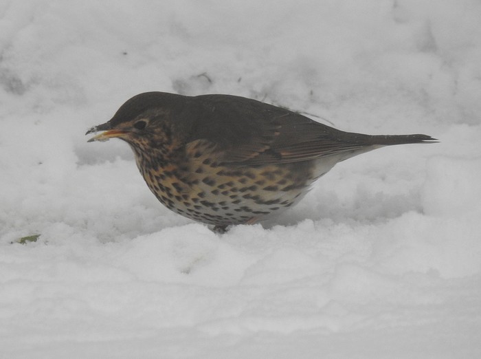 Song Thrush