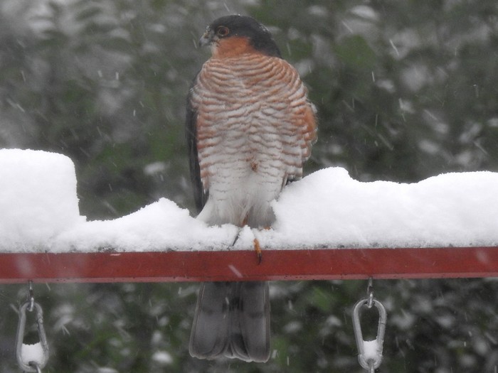 Sparrowhawk