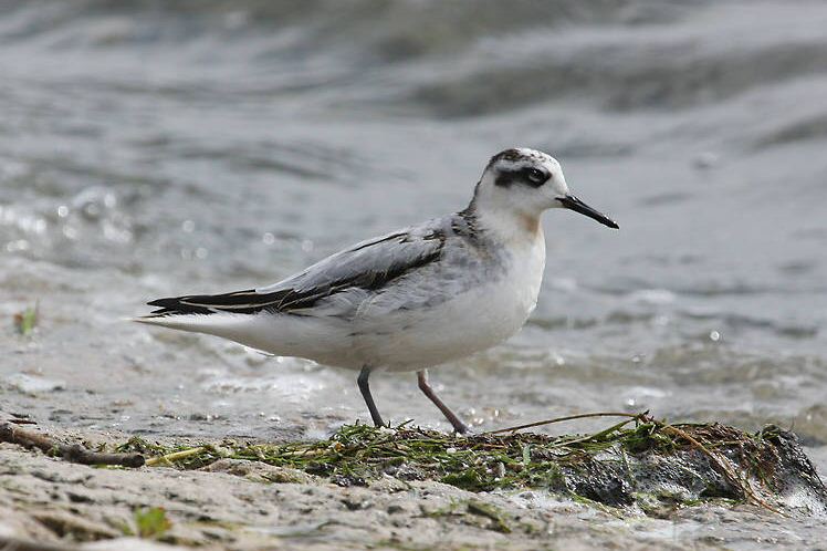 Grey Phalarope