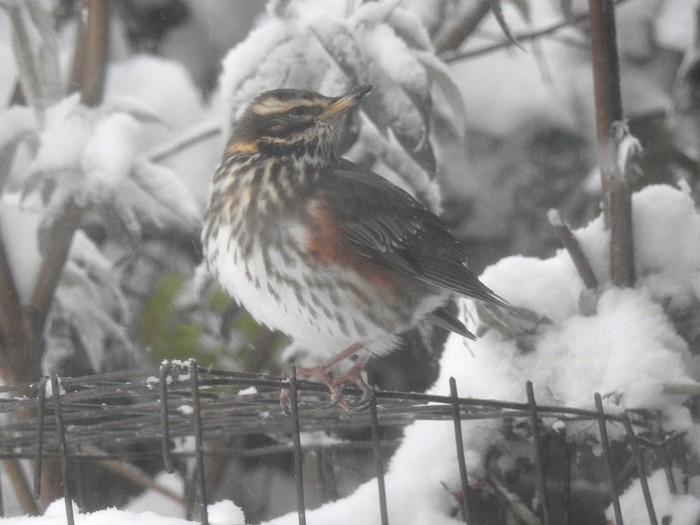 Redwing