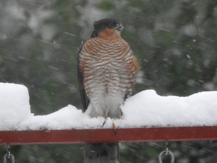 Sparrowhawk