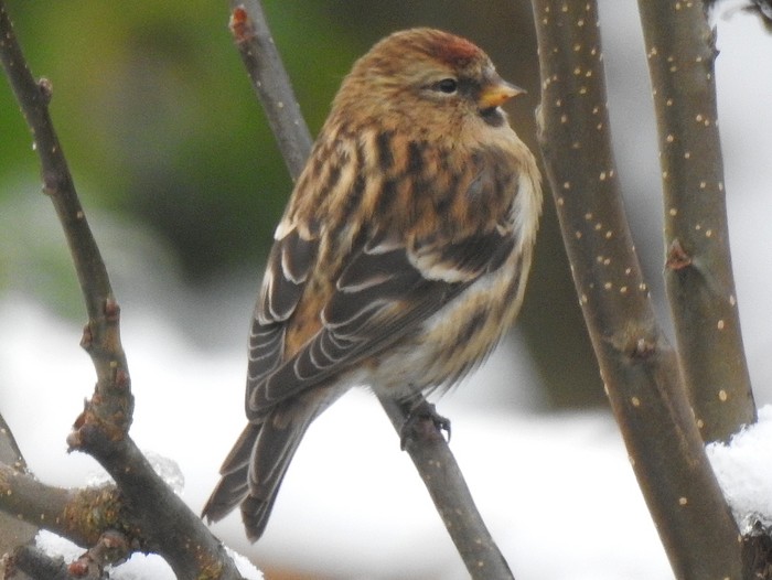 Lesser Redpoll