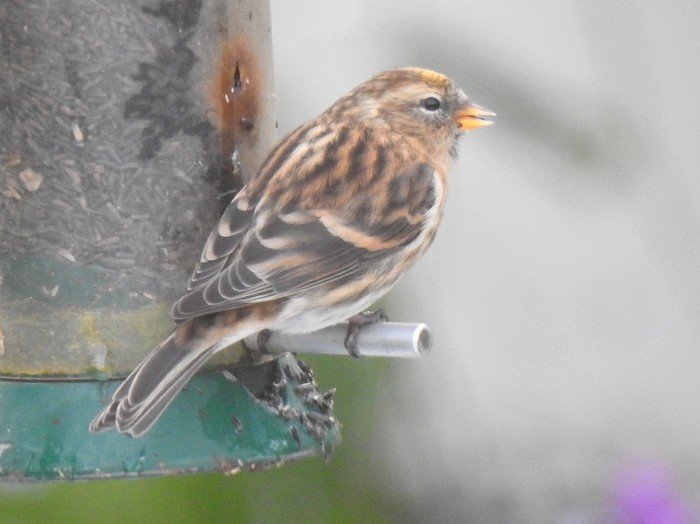 Lesser Redpoll