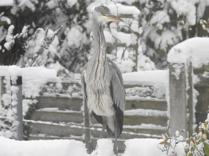 Grey Heron