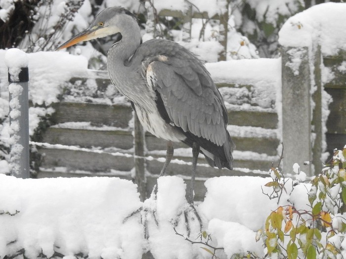 Grey Heron