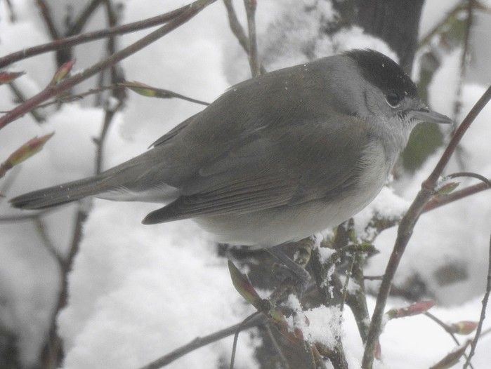 Blackcap
