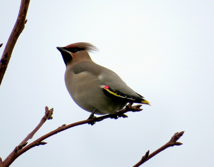 Waxwing