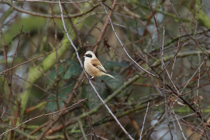 Penduline Tit