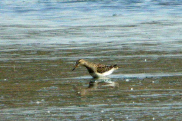 Pectoral Sandpiper