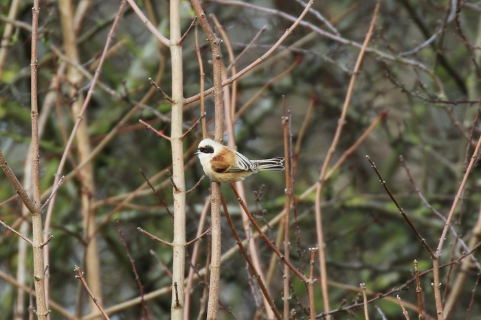 Penduline Tit
