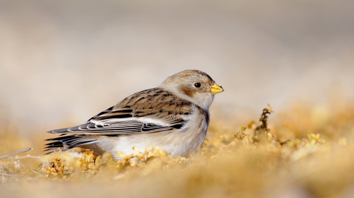 Snow Bunting