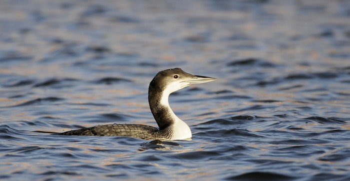 Great Northern Diver