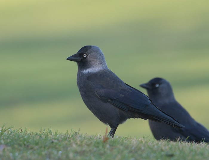 Eastern Jackdaw