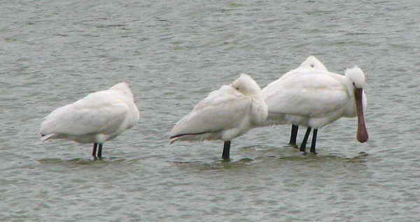 Spoonbill
