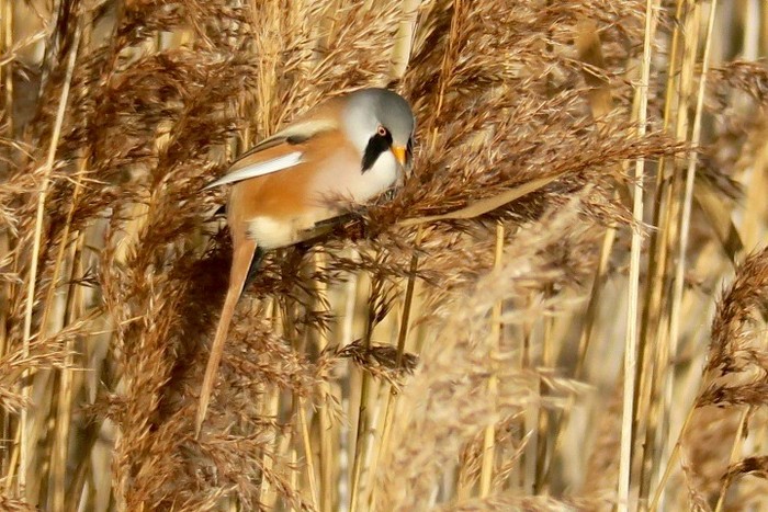 Bearded Tit