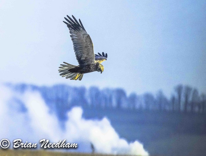 Marsh Harrier