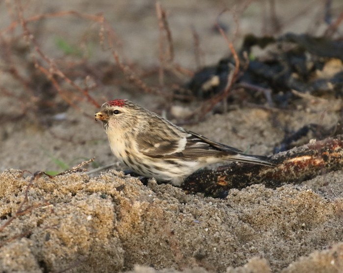Mealy Redpoll