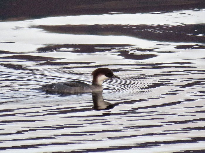 Smew