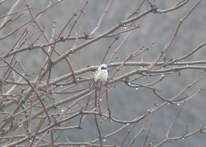 Penduline Tit