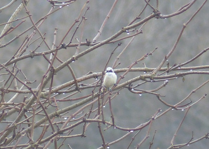 Penduline Tit