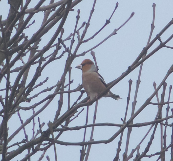Hawfinch