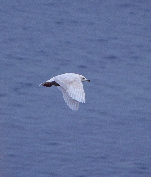 Iceland Gull