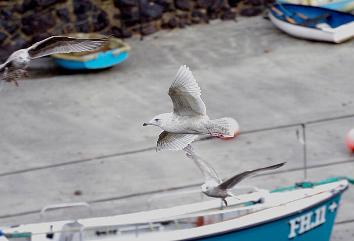 Iceland Gull