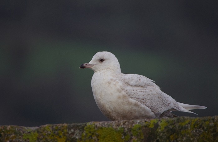 Iceland Gull