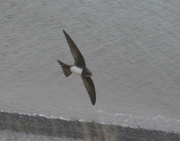 Alpine Swift