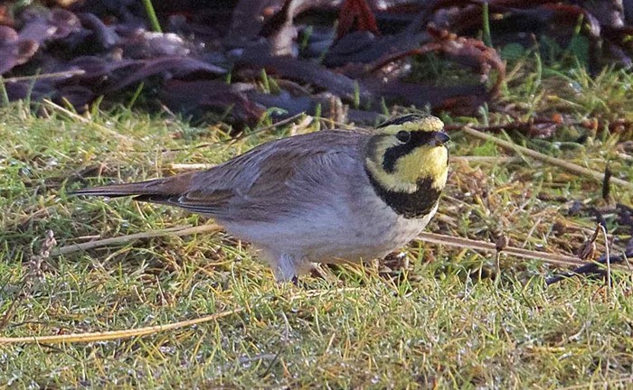 Shorelark