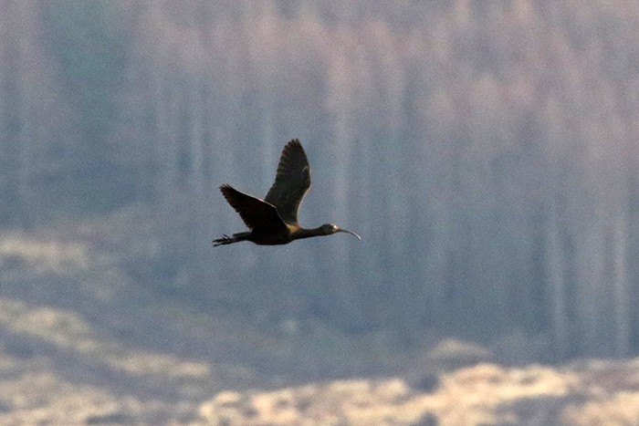 Glossy Ibis