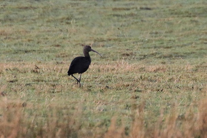 Glossy Ibis