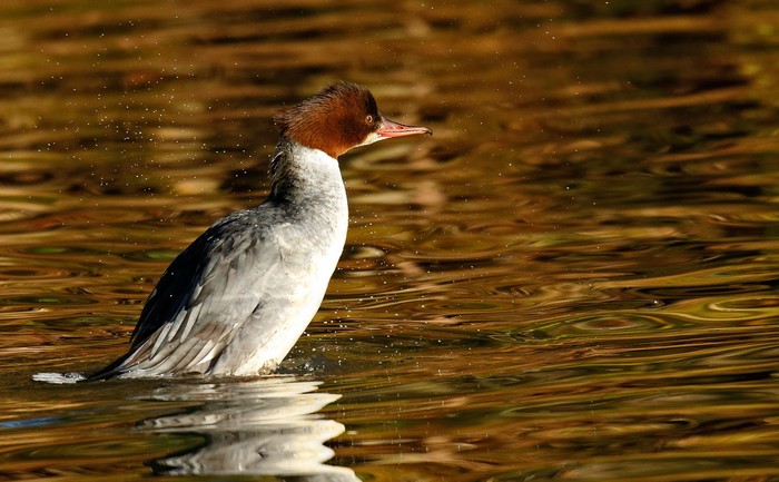 Goosander